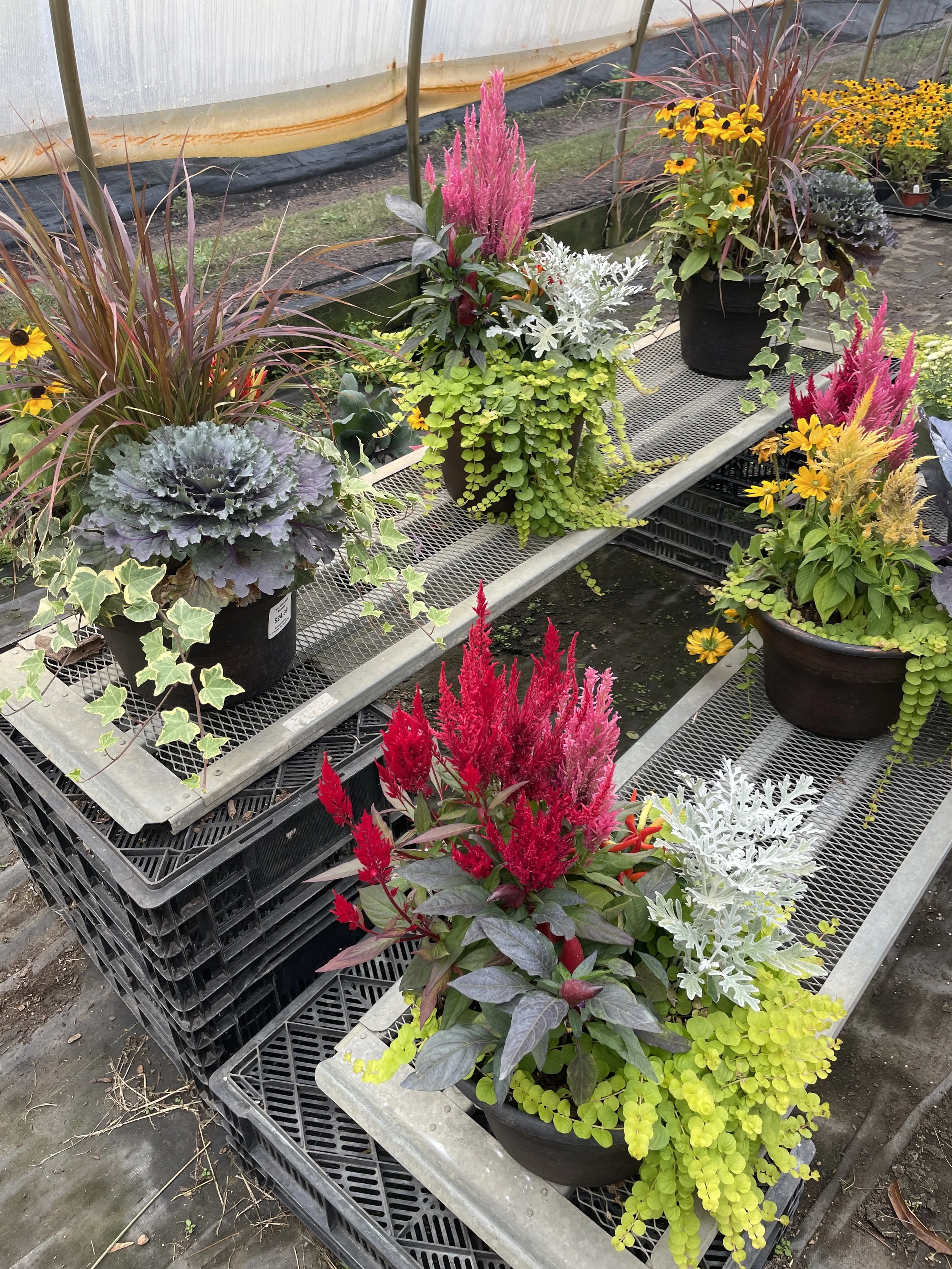 Pre planted planters