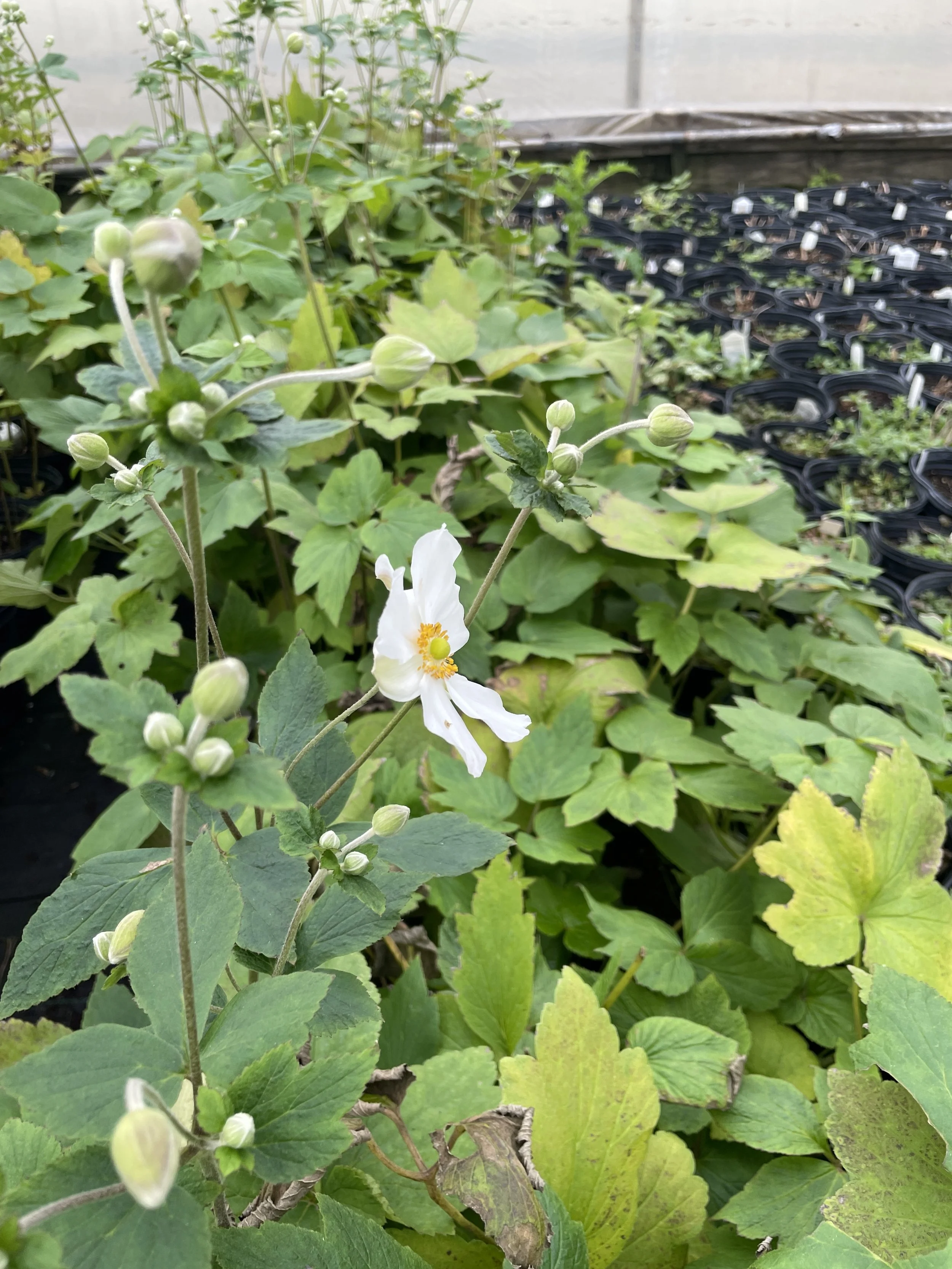 Anemone 'Honorine Jobert'