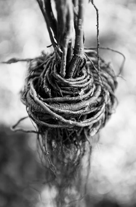 web banyan knot ellen crane.jpg