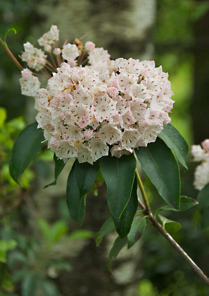 Mountain Laurel.jpg