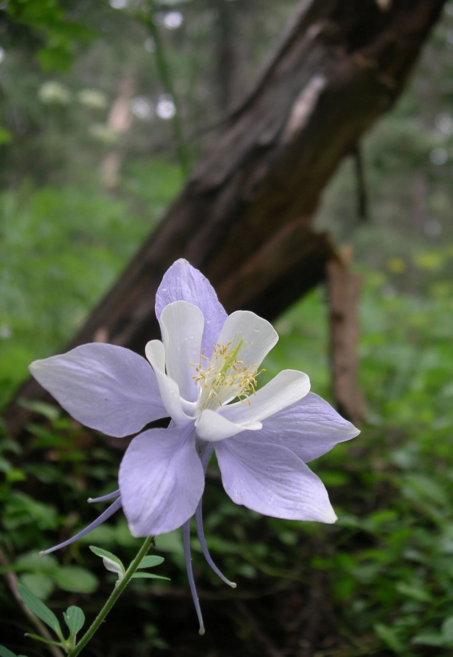 Colorado_Columbine2 copy.jpg