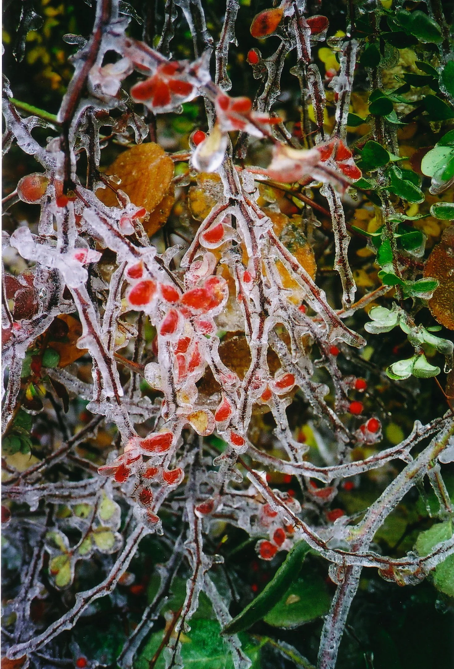 iceberries copy.jpeg