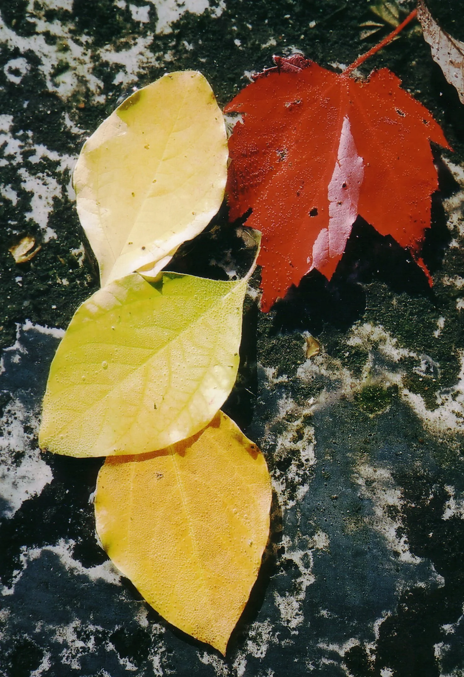 autumnleaves_5_7 copy.jpeg