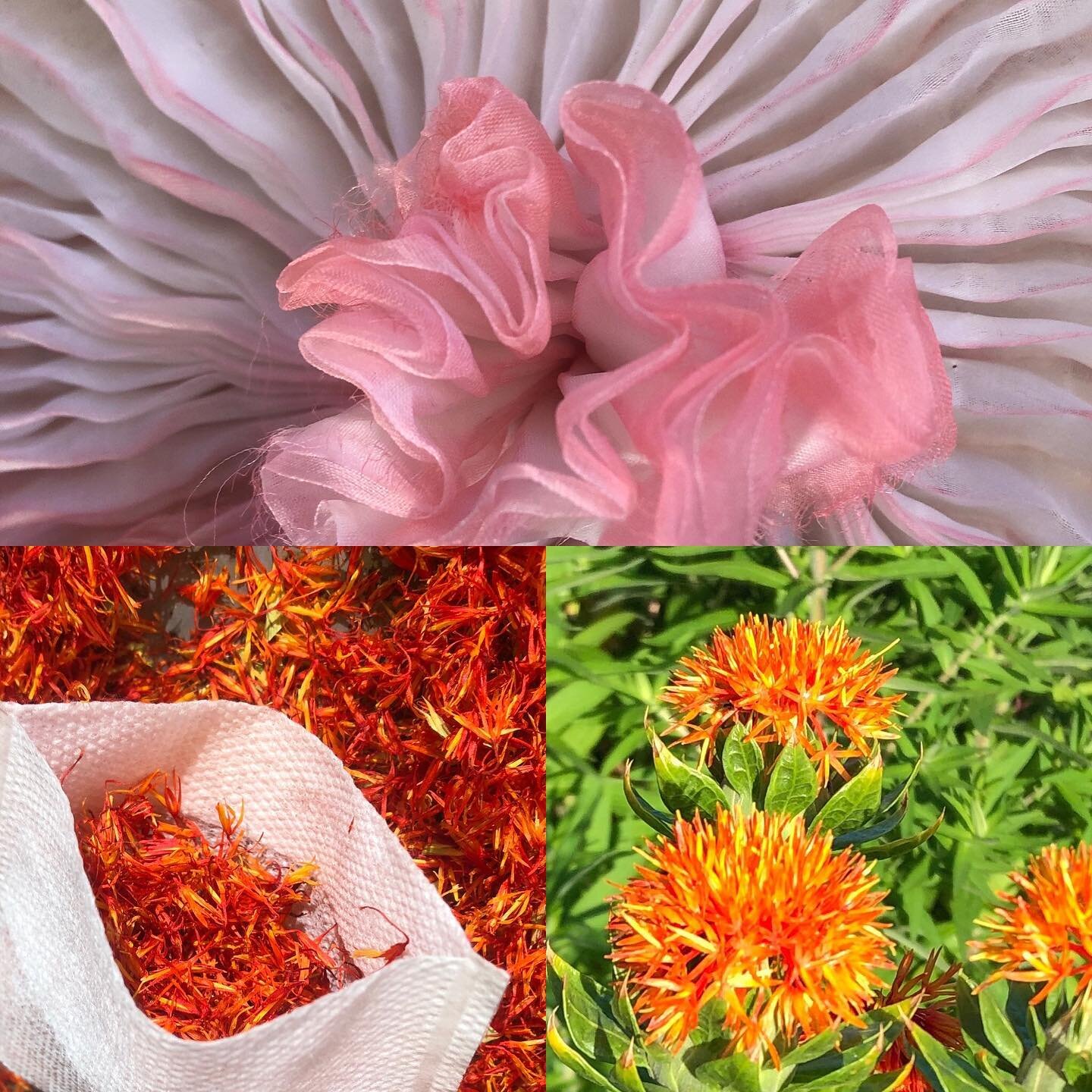 Safflower. My first season dyeing with these flower petals. First you extract yellow, then the pink remains, with the help of some ph shifting. #naturaldye #inspiredbynature #inspiredbypetals  #flowerdye  #safflowers