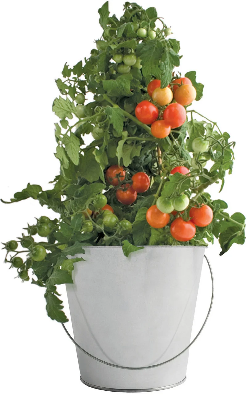 Tomato2.jpg
