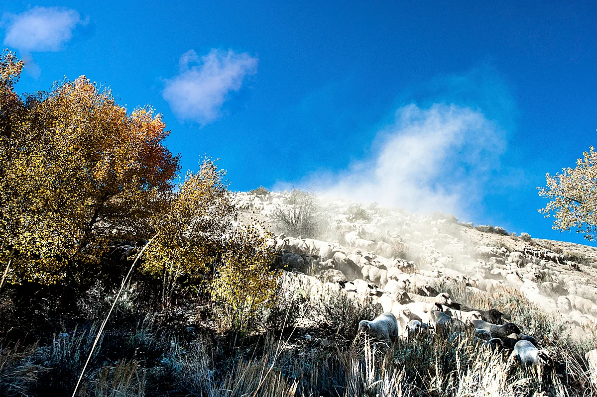 _DSC9520.jpg