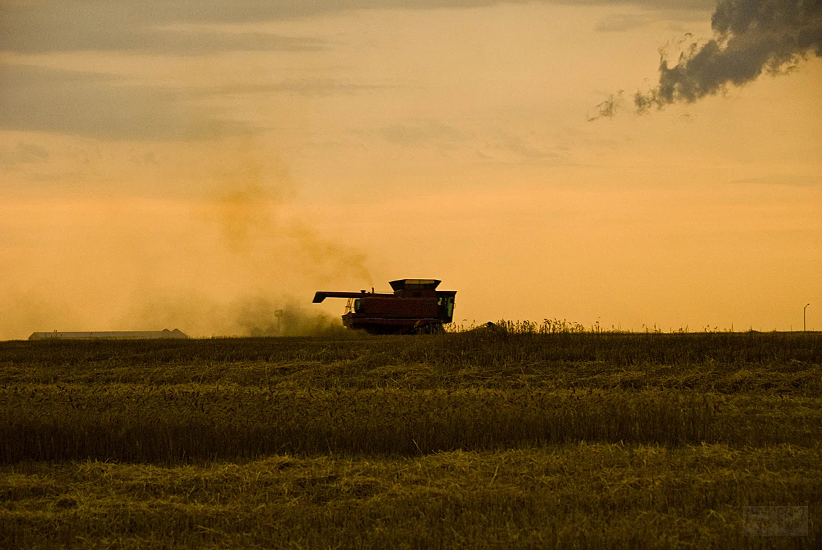 wheat-1.jpg