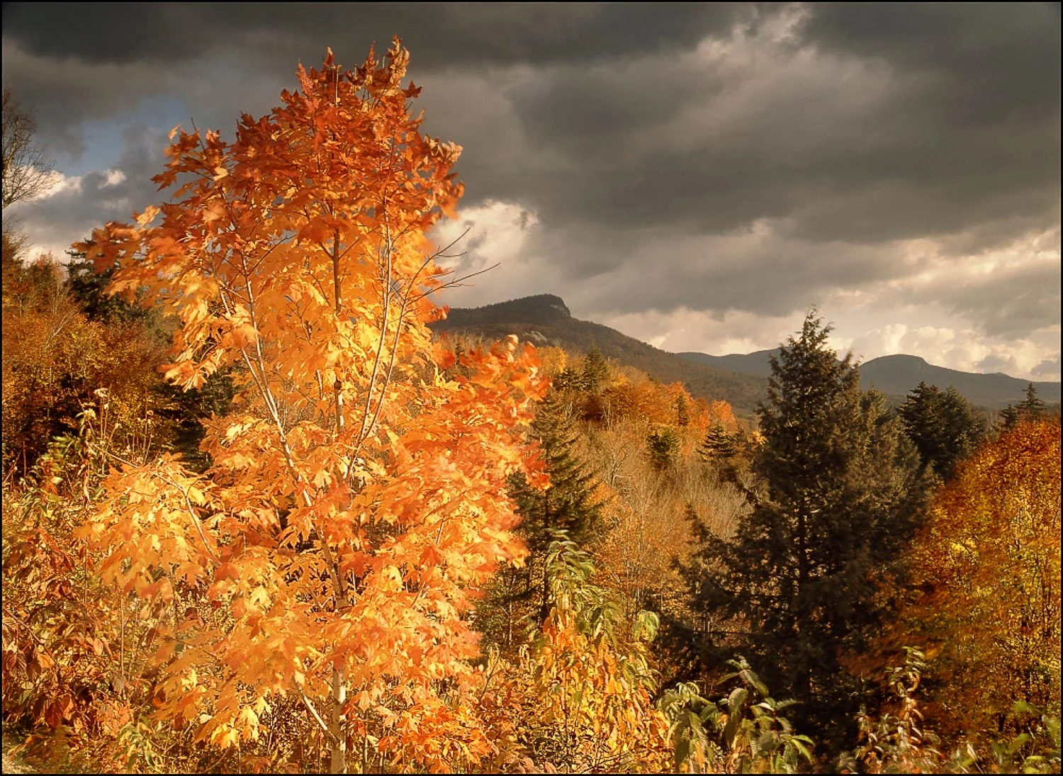 fall.jpg