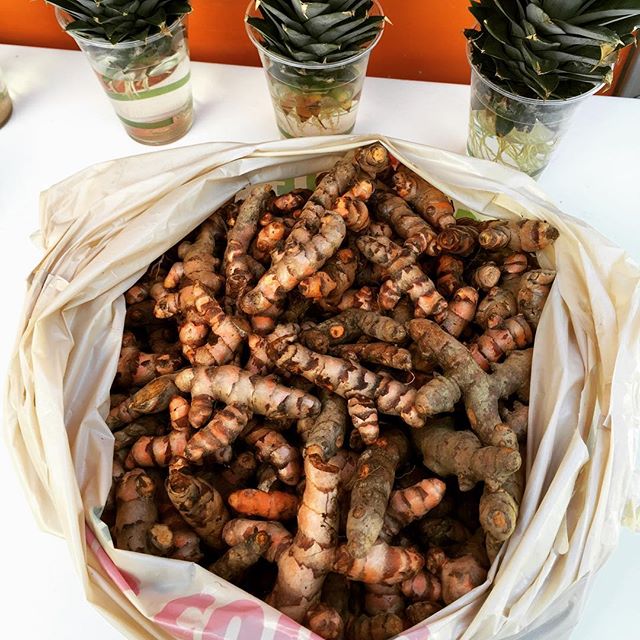 Locally sourced turmeric's anti-inflammatory properties are useful after either of Rinc&oacute;n's most popular activities.  Soothe your sore muscles post-surf or work on your hangover from last night. #turmeric #naturalcures #rinconpr #localonly787 