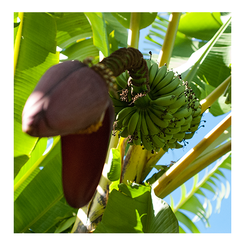 Bananas-Rincon-Puerto-Rico-Garden-smoothies-juices-healthy-fresh-coffee-Vegan-Vegetarian-Paleo-Gluten_free-Dairy_free-organic-carta_buena-About_Us.png