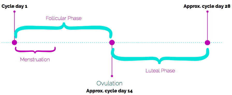 The 4 Phases of the Menstrual Cycle — Sweet Beet Acupuncture