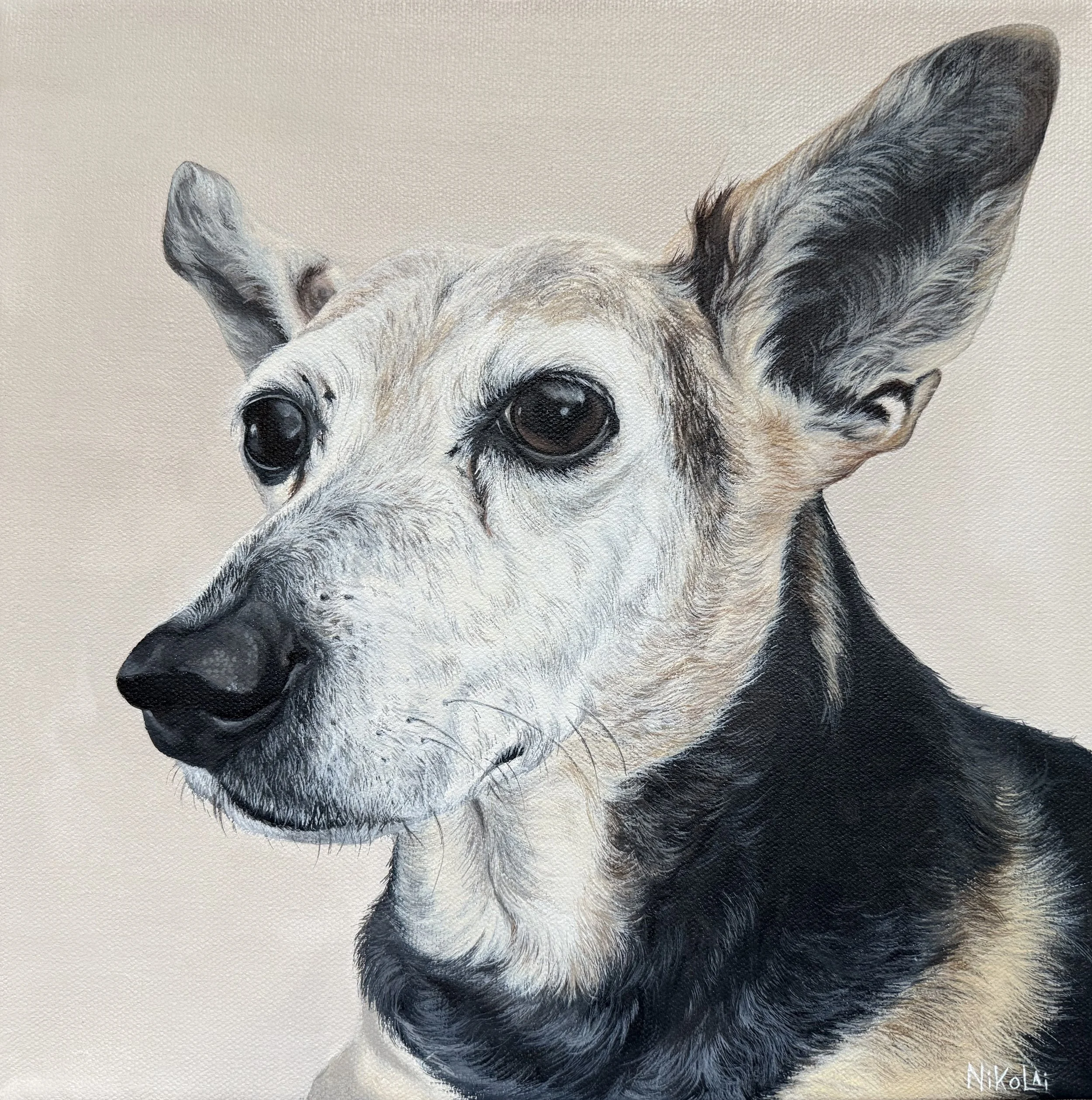 Custom realistic dog portrait of Maggie by Ontario artist Carolyn Nikolai | Acrylic on gallery-wrapped canvas, 12 x 12
