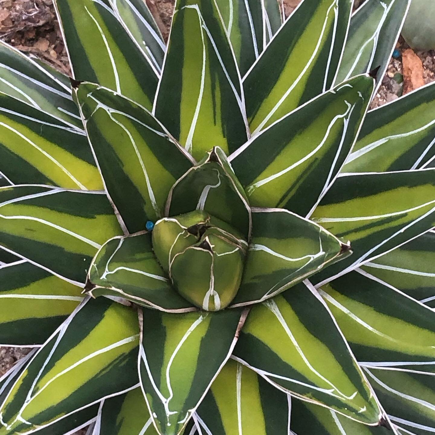 Another beauty snapped at the Botanical Gardens in Copenhagen 💕

#colourinspo #inspiredbynature #succulants #botanicalgardenscopenhagen #deanaashby