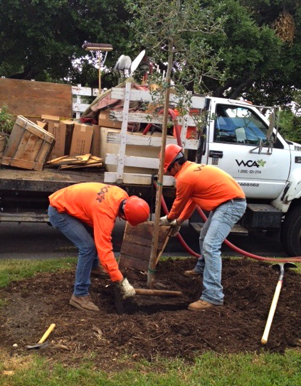 Tree Planting