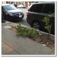 Gingko Tree Replacement