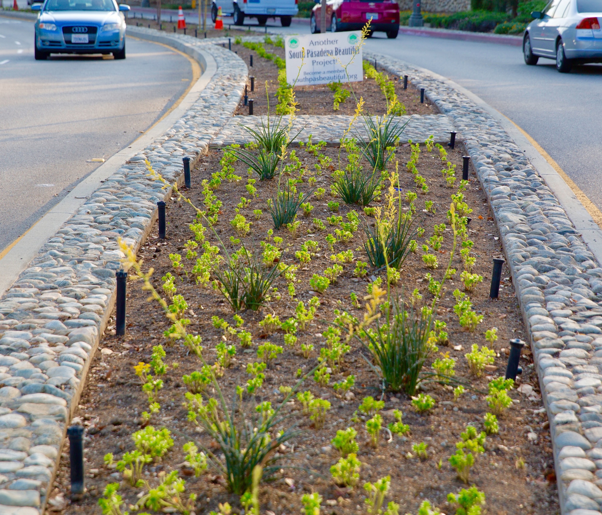 Orange Grove Median Landscape Project SPB re-landscaped over 6000 sq. ft. of medians on Orange Grove Avenue between Columbia and Grevalia Streets. The landscape was designed by SPB board member Anita Williams and offers a beautiful array of colors and textures using drought-tolerant plants. The landscape was installed in March 2016 with the help of TruGreen Landscape Contractors.