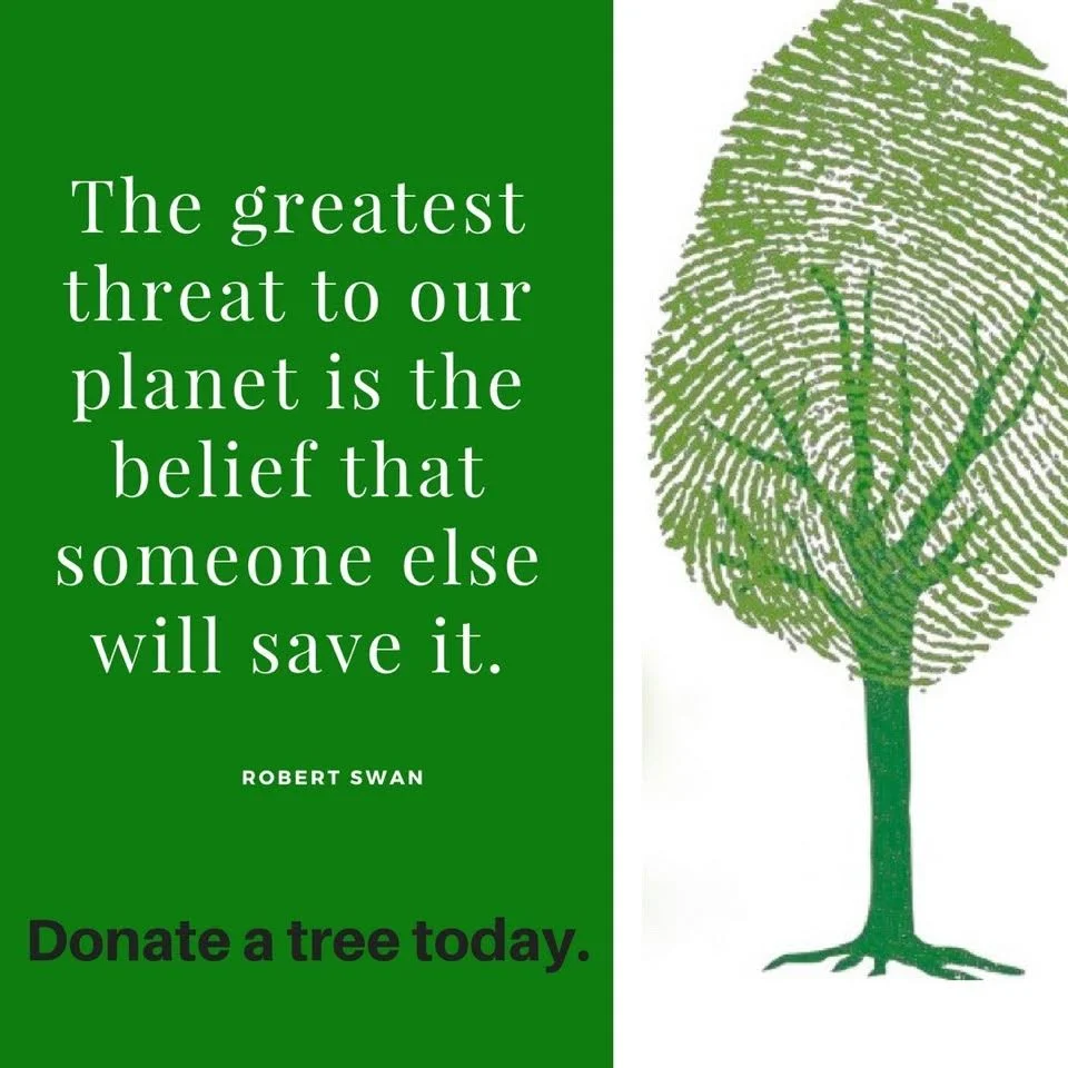 TREE DRIVE.jpg