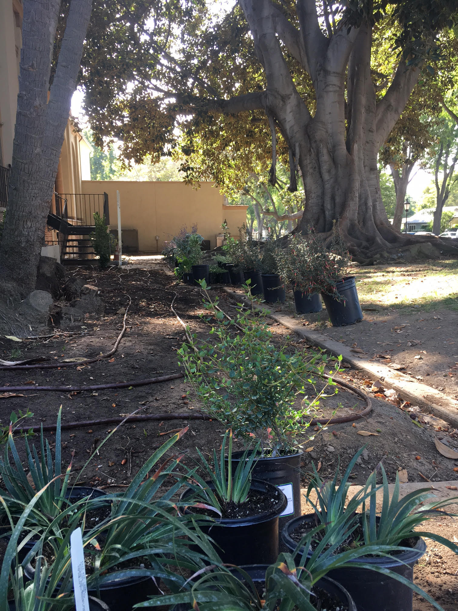 Library Landscaping Project