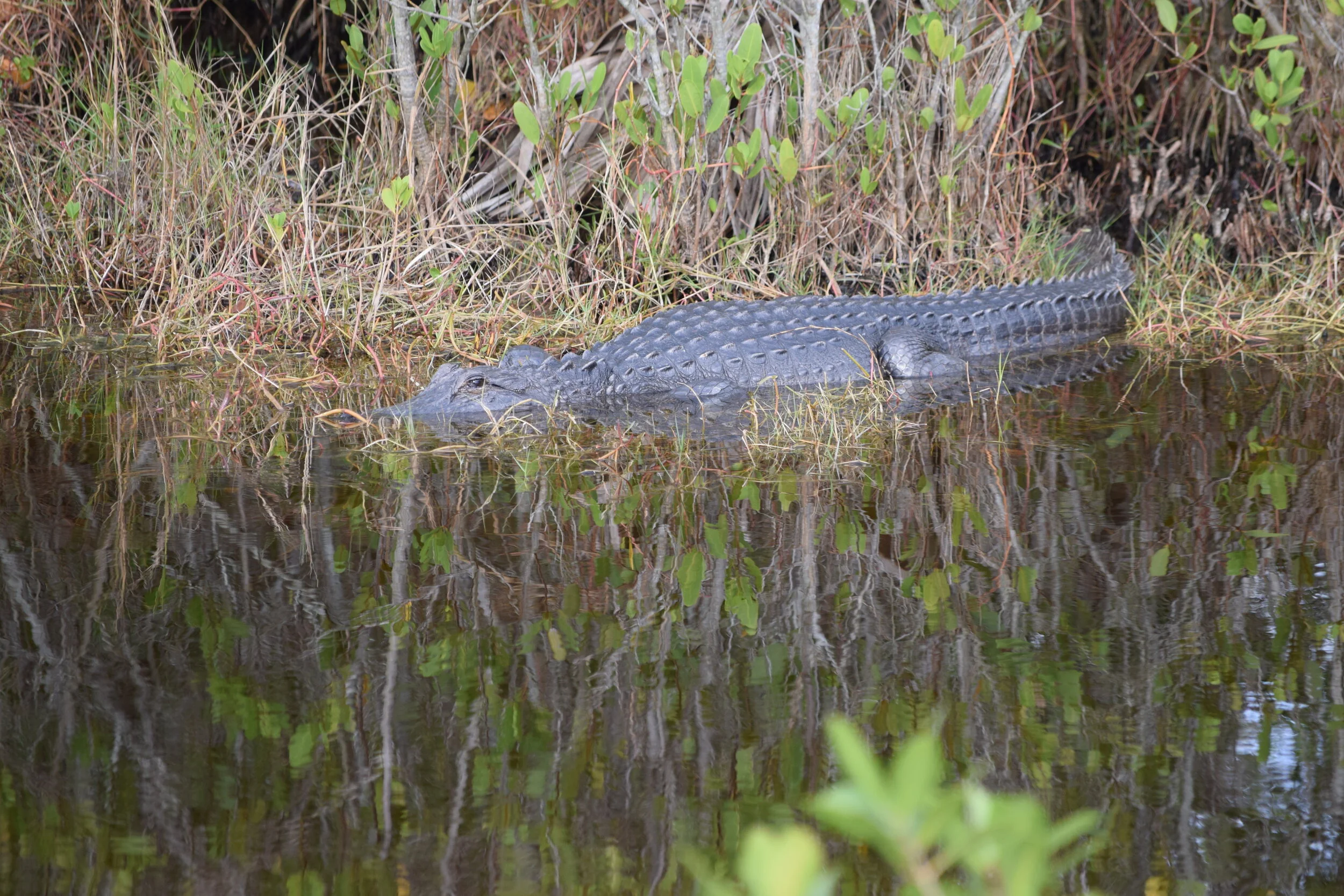 DSC_0964.JPG