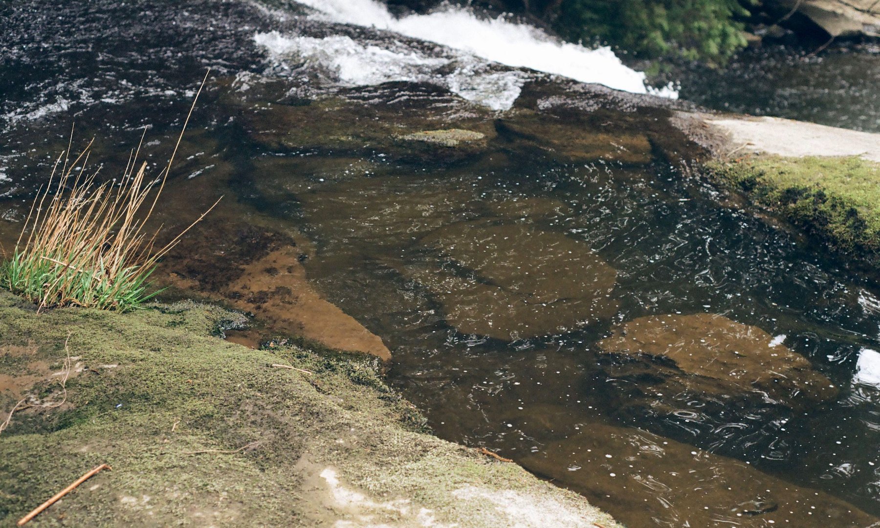 millstone_photoresearch_april2_nature_03.jpeg