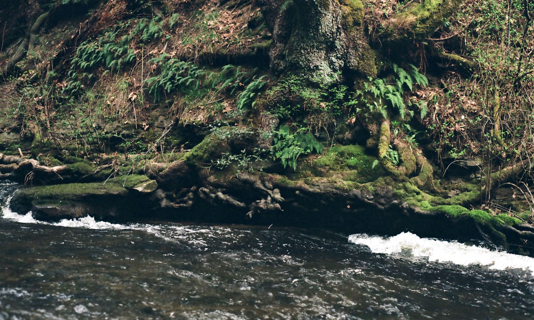 millstone_photoresearch_april2_nature_04.jpeg