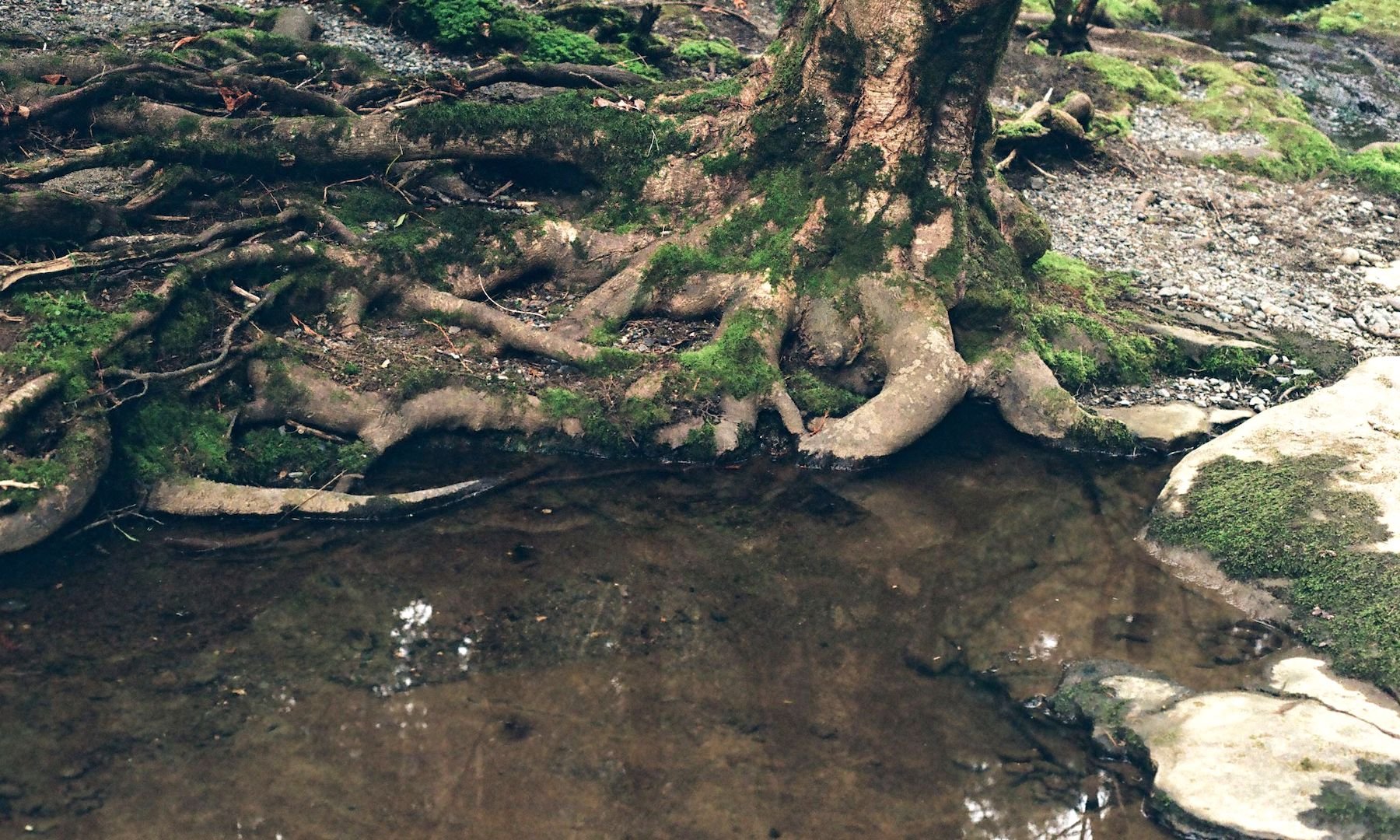 millstone_photoresearch_april2_nature_06.jpeg