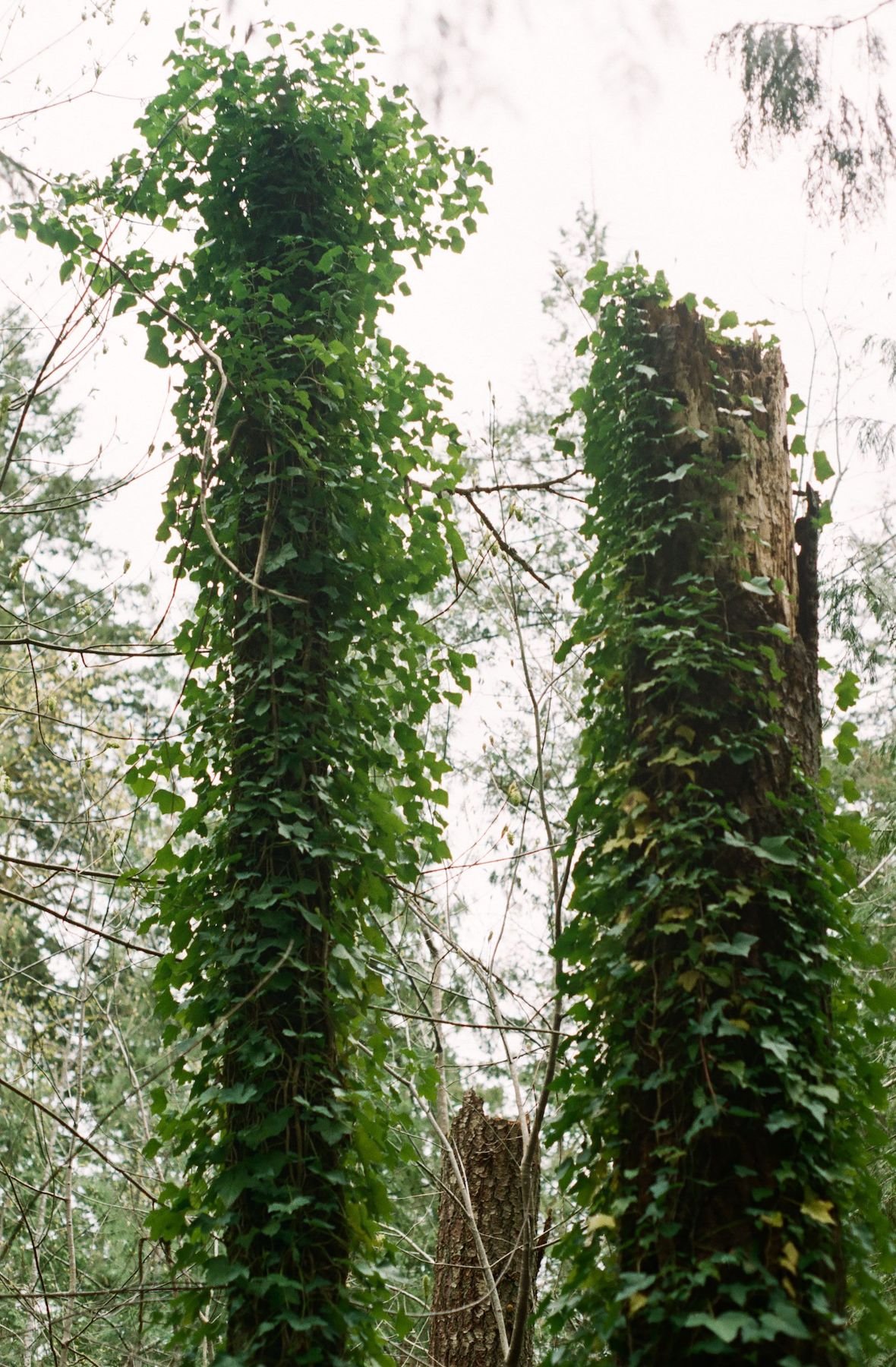 millstone_photoresearch_april2_nature_10.jpeg