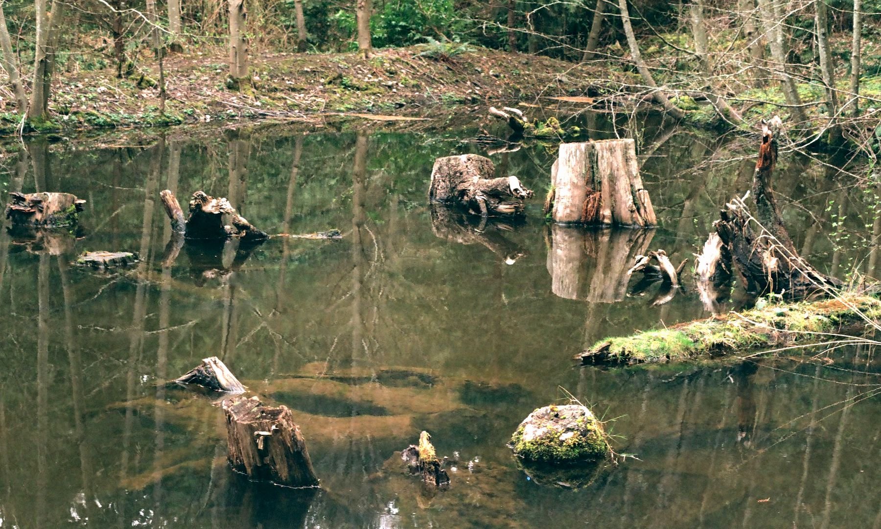 millstone_photoresearch_april2_nature_11.jpeg