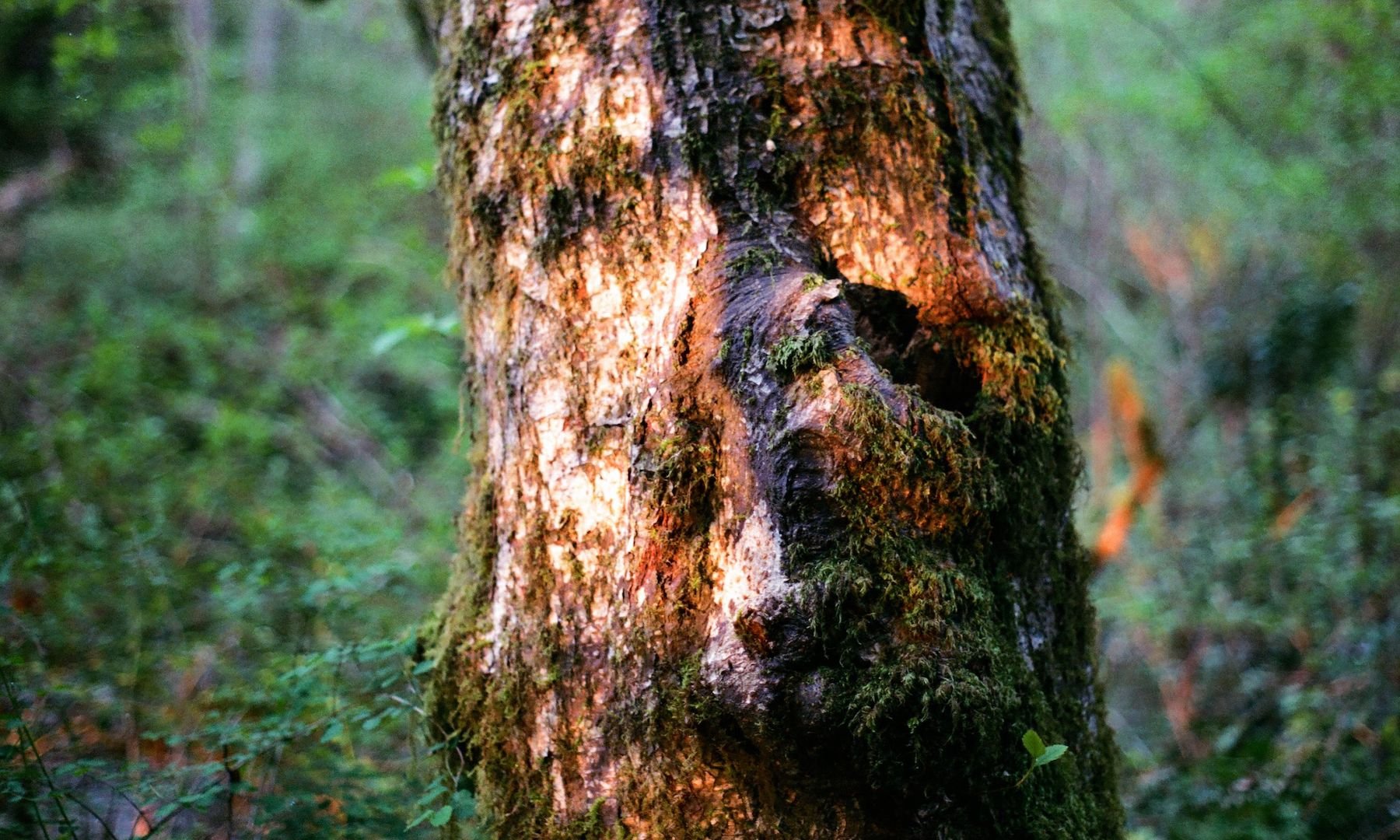 millstone_photoresearch_may8_forest_05.jpeg