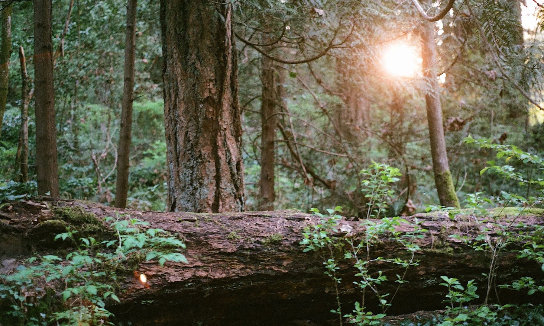 millstone_photoresearch_may8_forest_06.jpeg