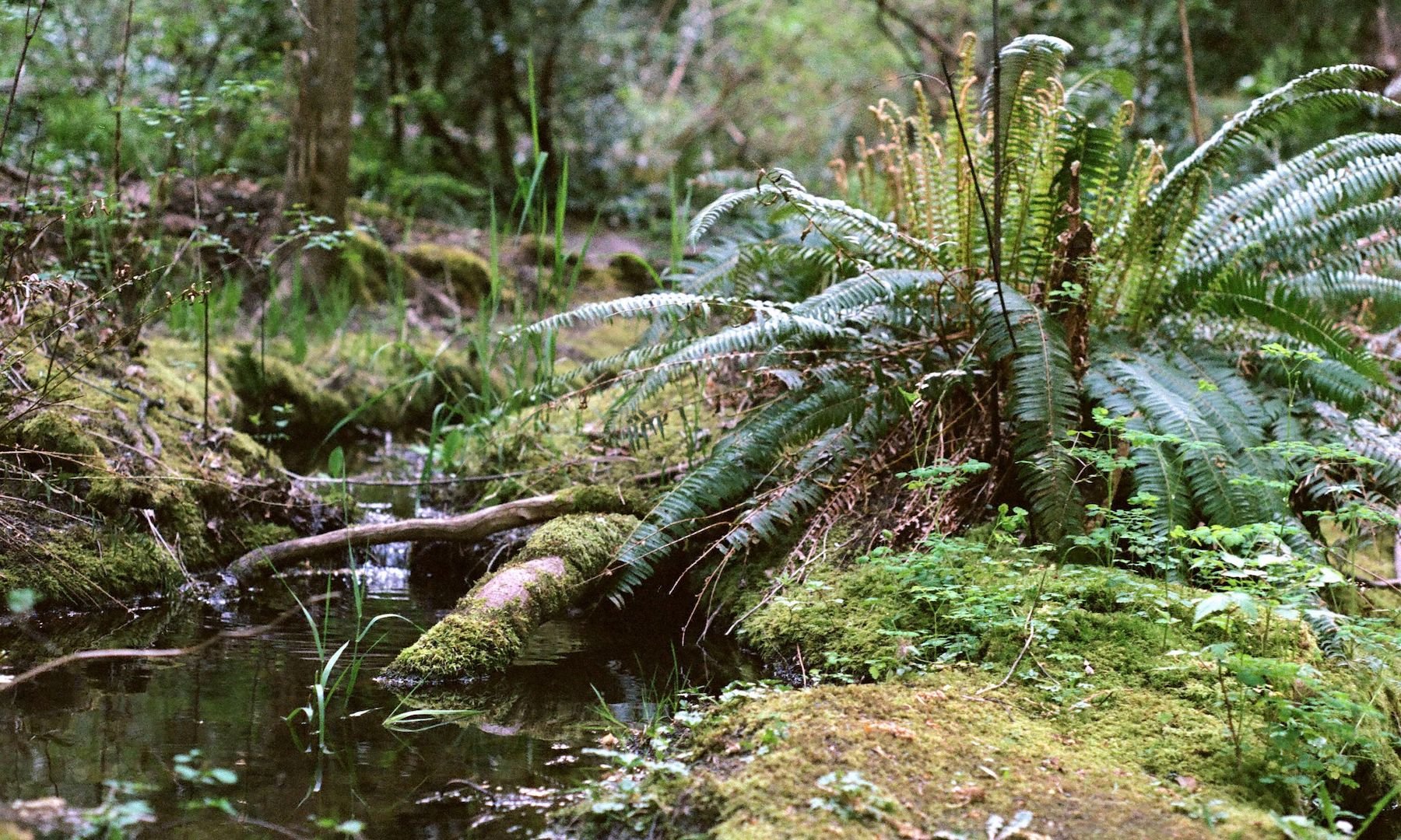 millstone_photoresearch_may8_river_03.jpeg