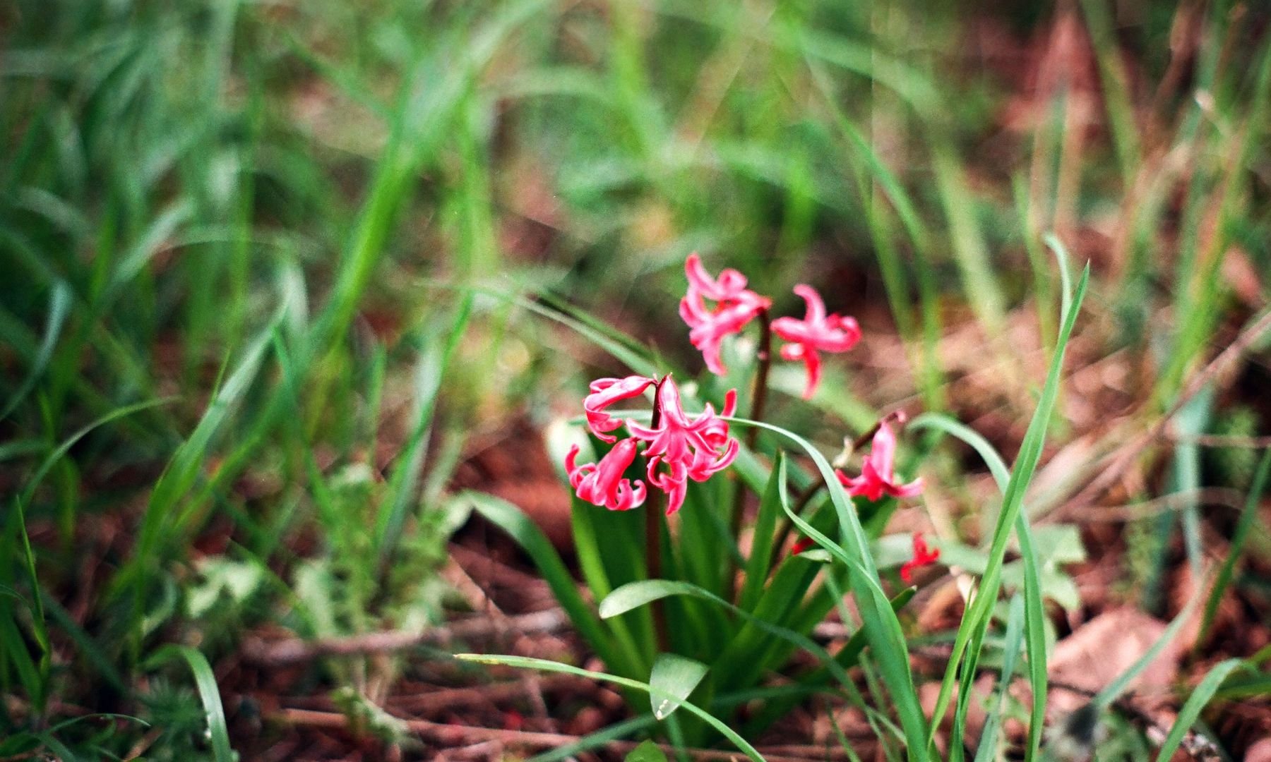 millstone_photoresearch_april2_nature_15.jpeg