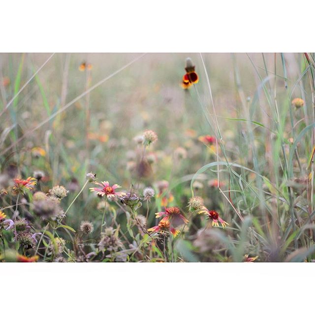 🌼🌻🌾🌱#fuji160 #fuji #fujifilm #austinlifestyle #texaswildflowers #texaslife #texan #wildflowers #botany #wildflowerseason
