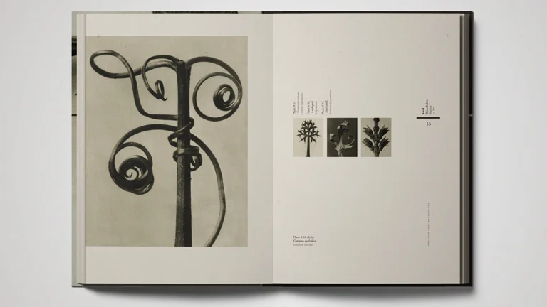 Karl Blossfeldt: Nature as Art / Graduate Project