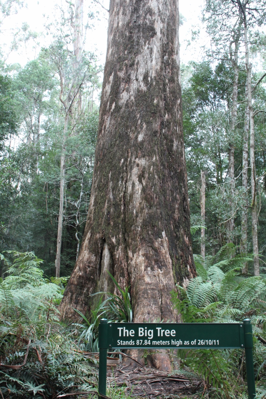 the big tree cambarville