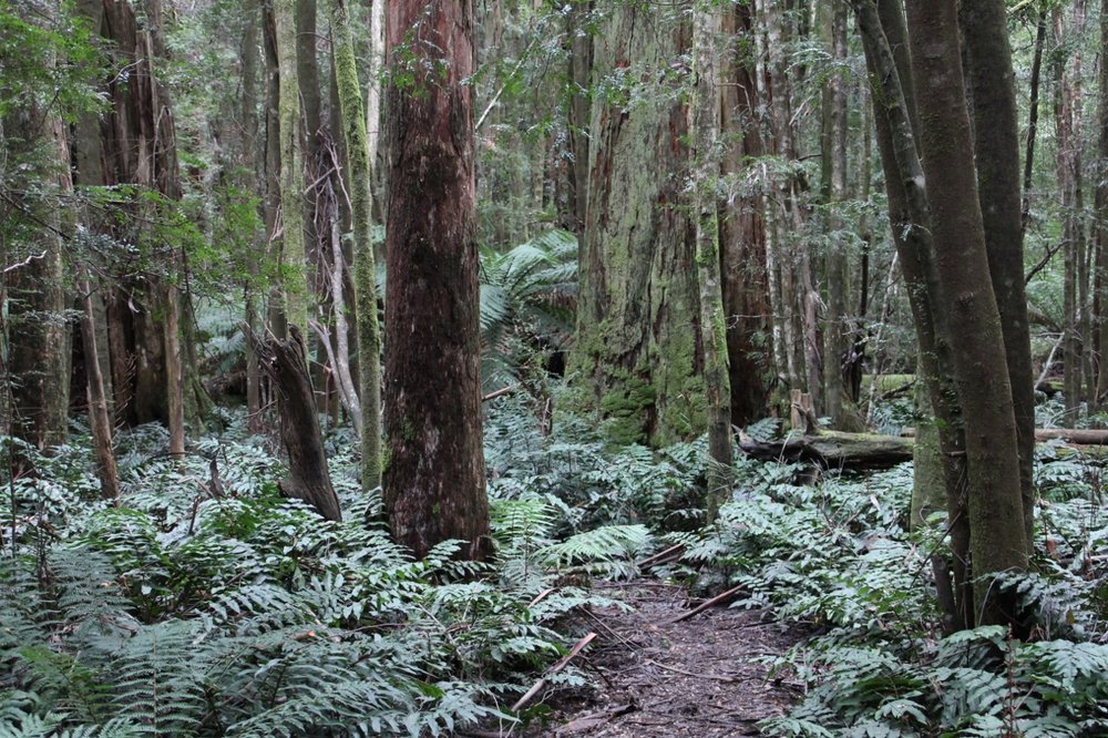 cambarville walking track