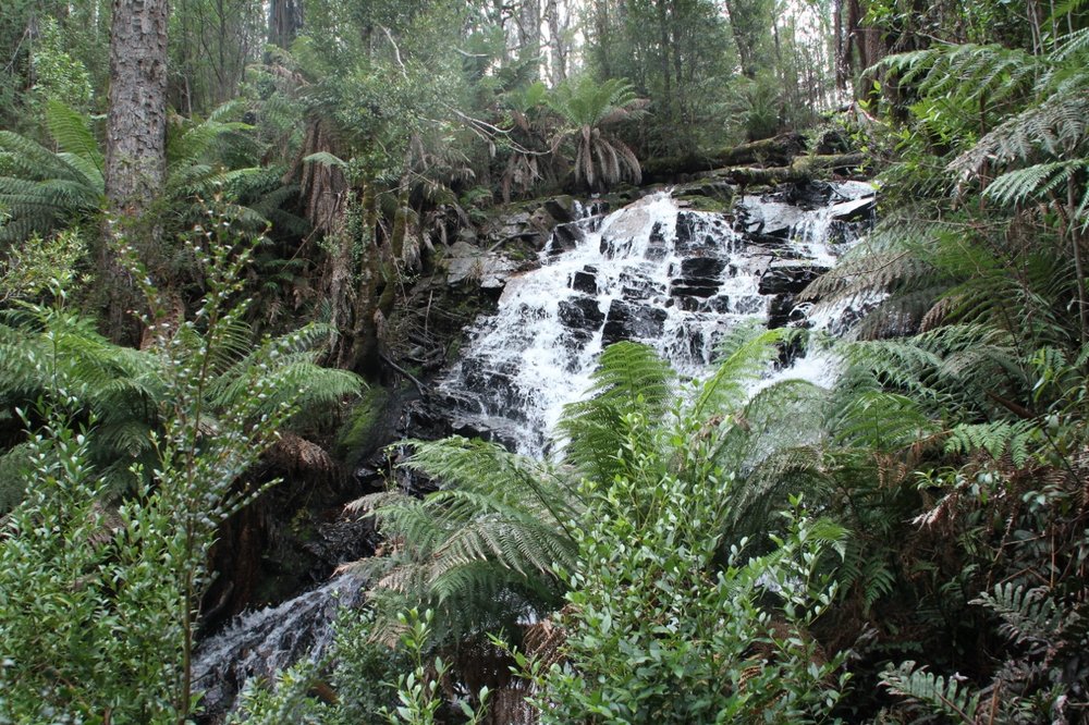 cora lynn falls