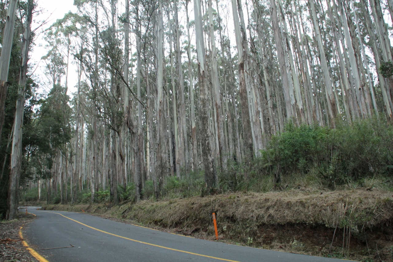 marysville woods point road