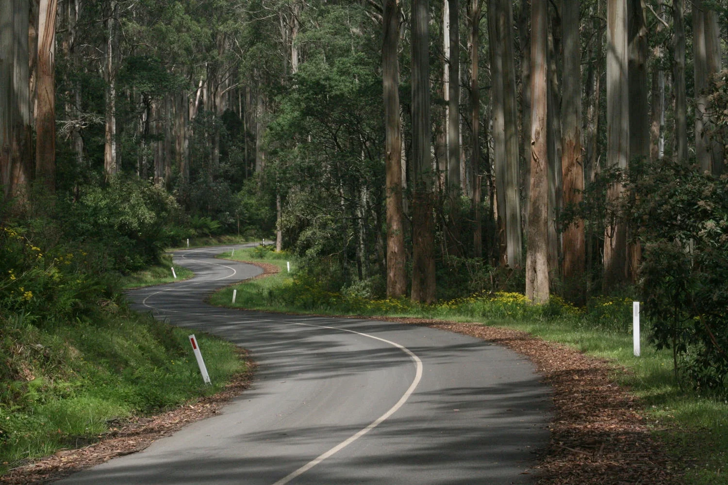 mount donna buang road