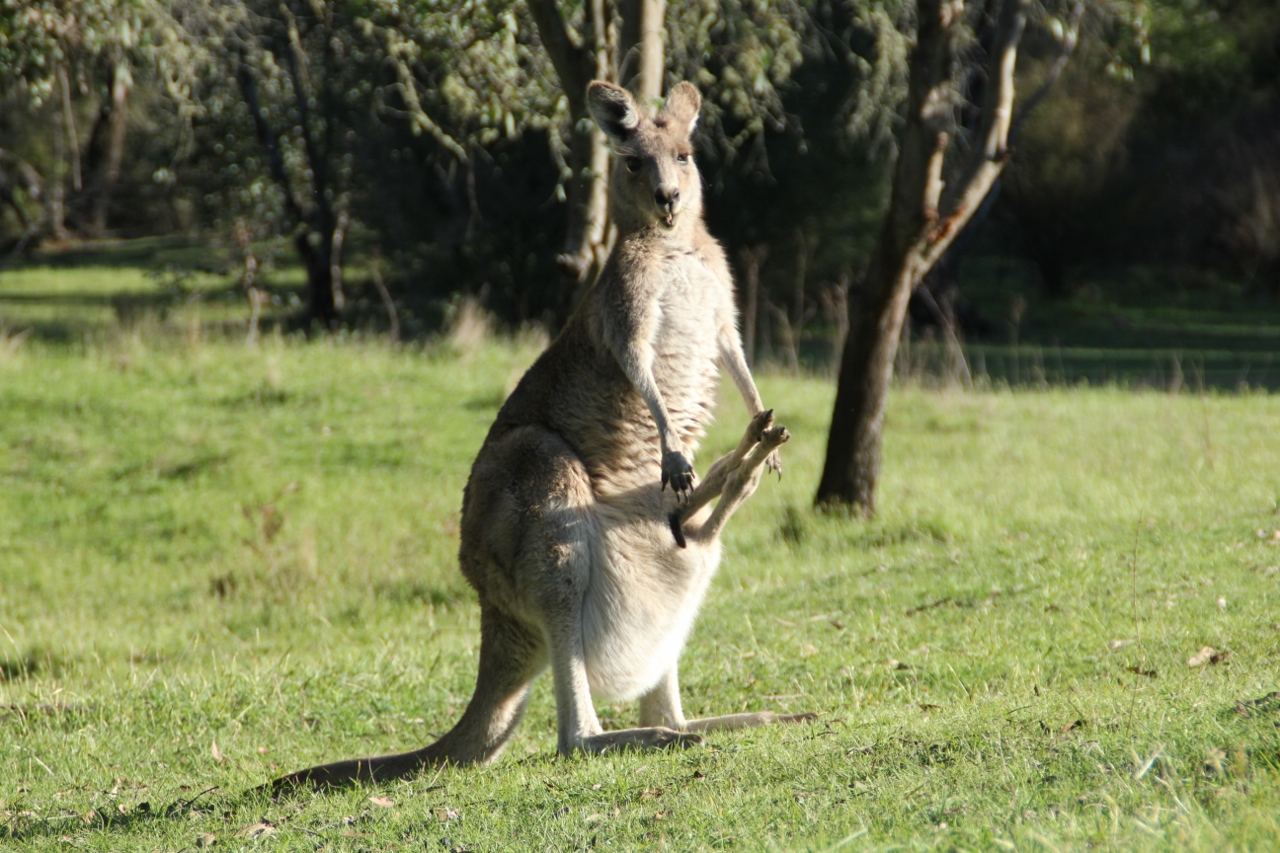 tom groggin campground kangaroo joey