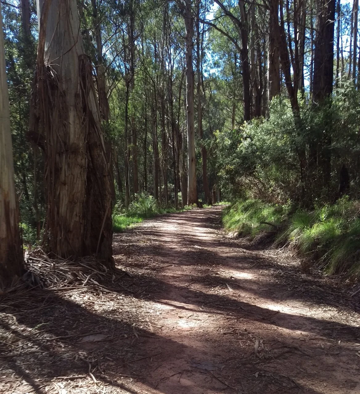 Mountain Ash and Hydro Power β Adventure Cycling Victoria