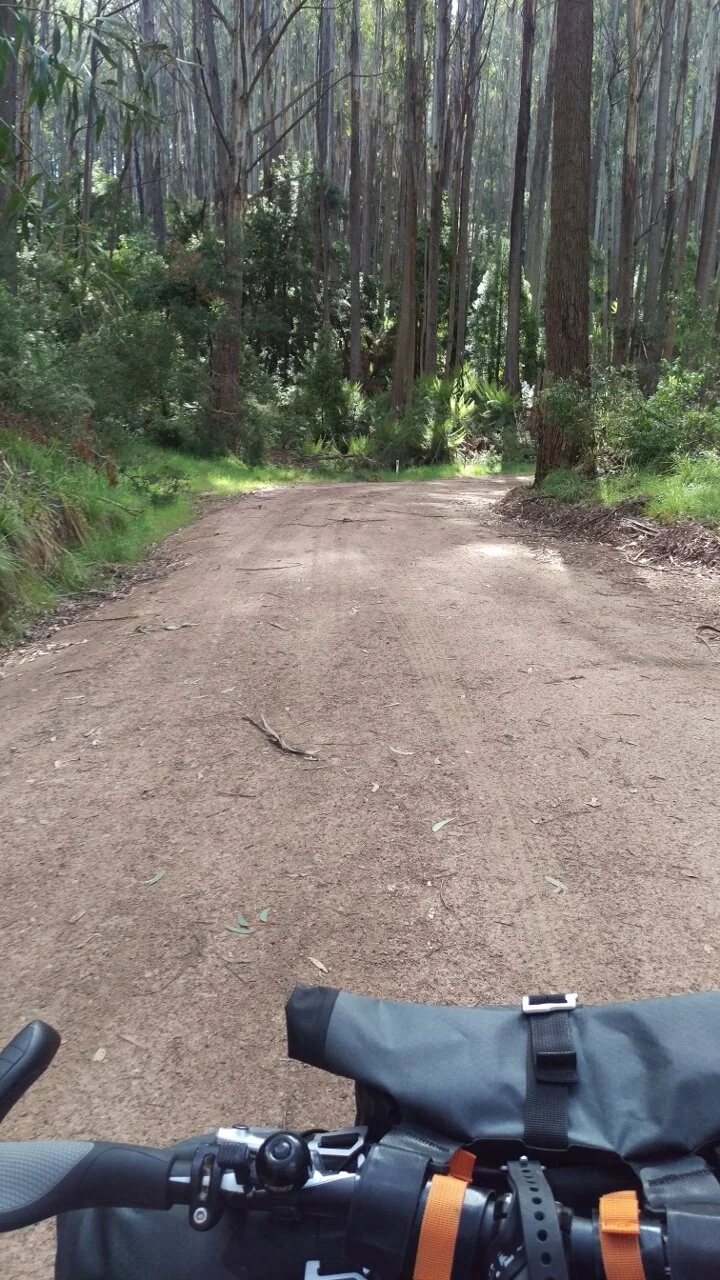 Mountain Ash and Hydro Power β Adventure Cycling Victoria
