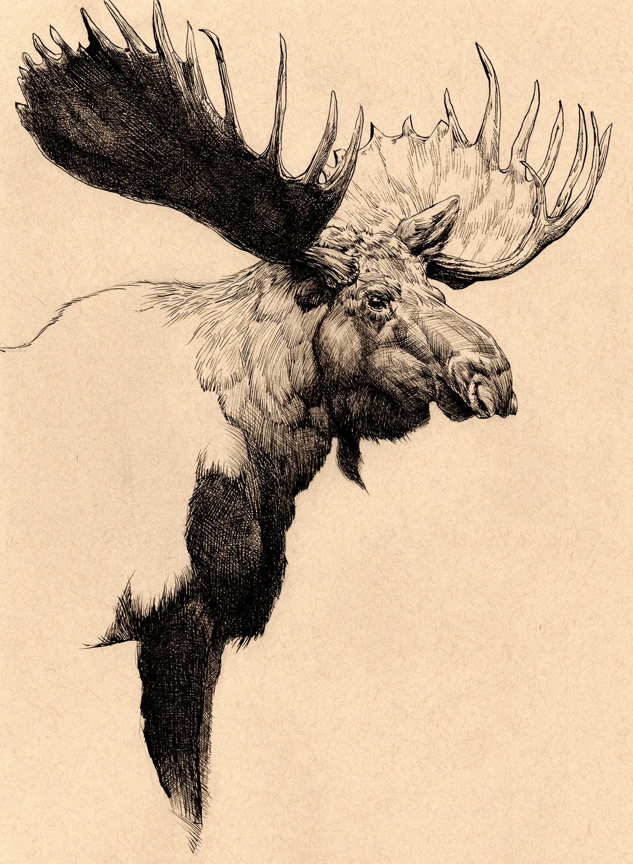 Moose.jpg