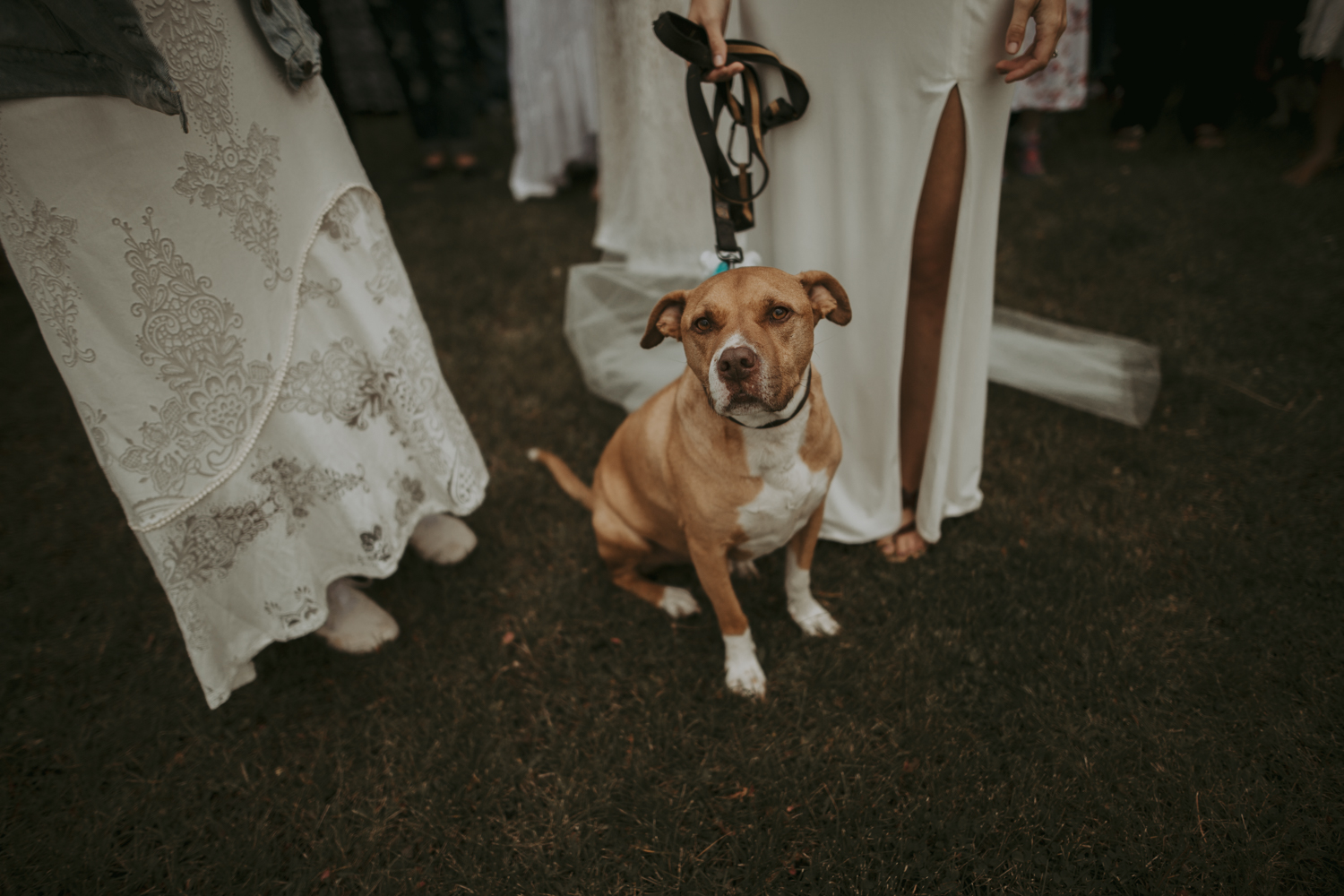 Puppy at Bride's Feet in Wedding Elopement Photos - Banff Photographers