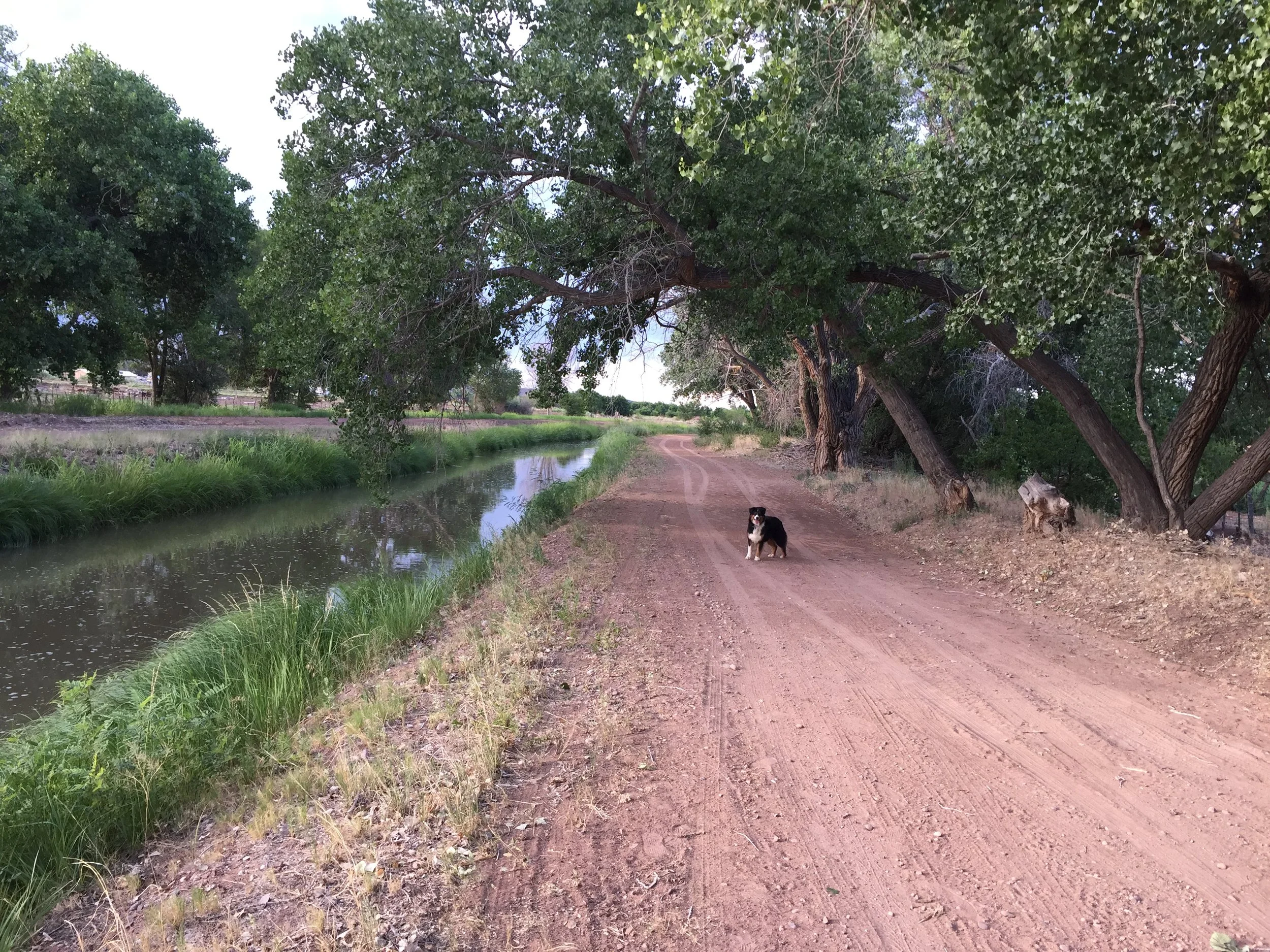  A walk with Trip around Llanito, 2017. 