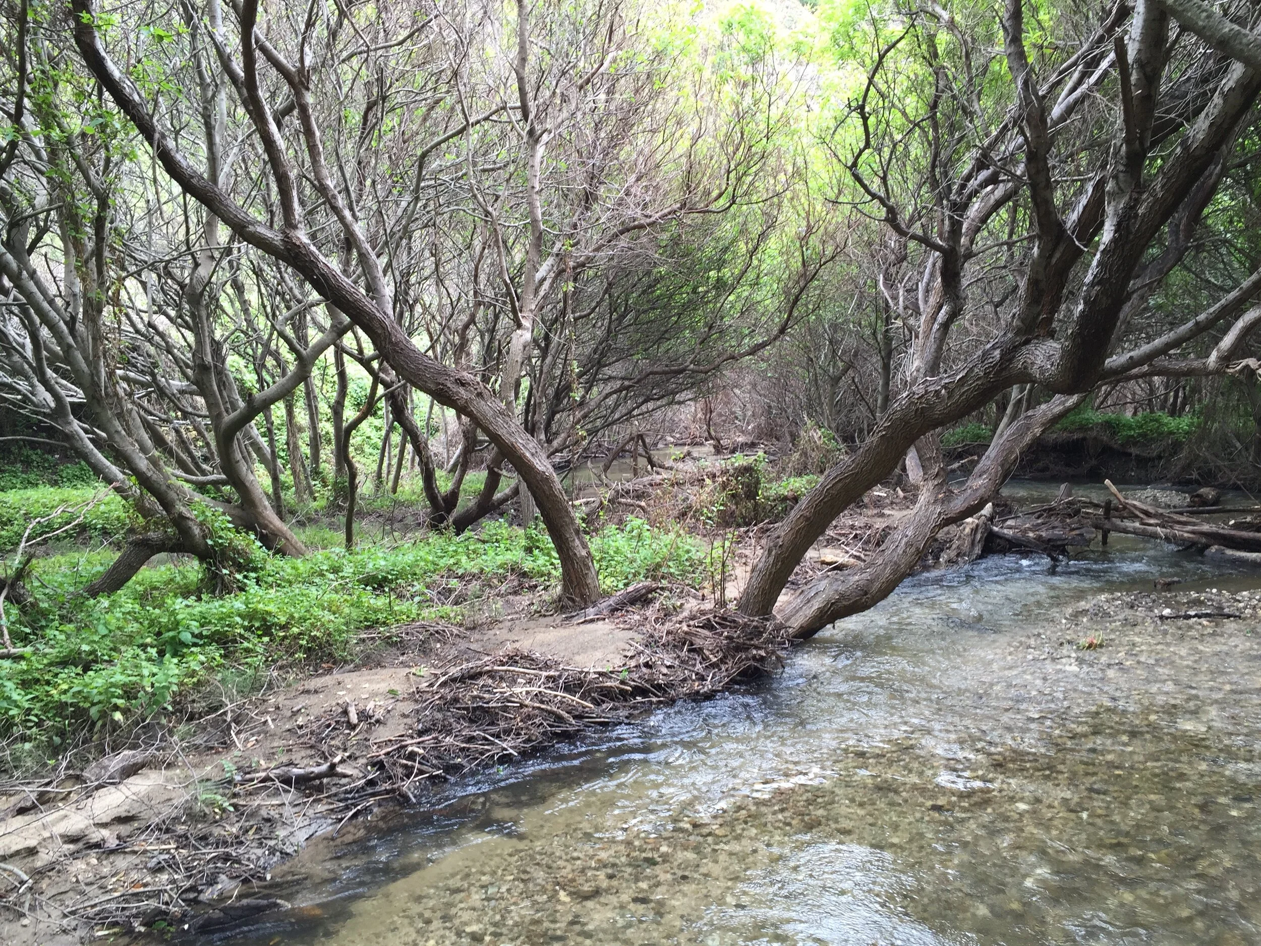 IMG_6087.jpeg