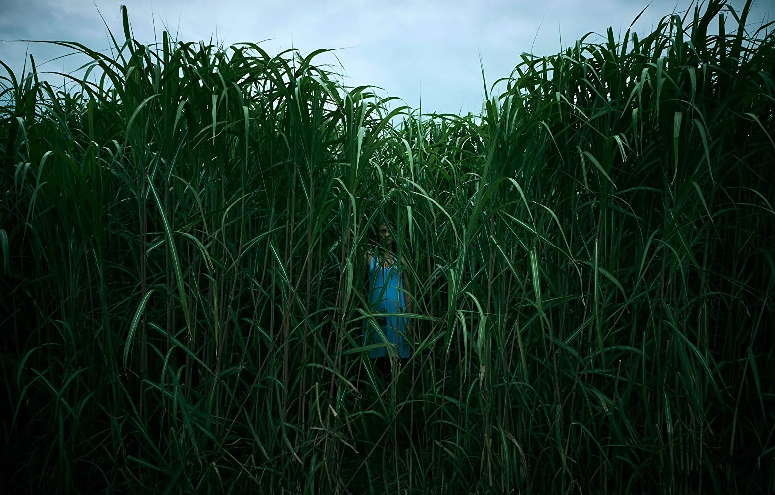 grass 1.jpg