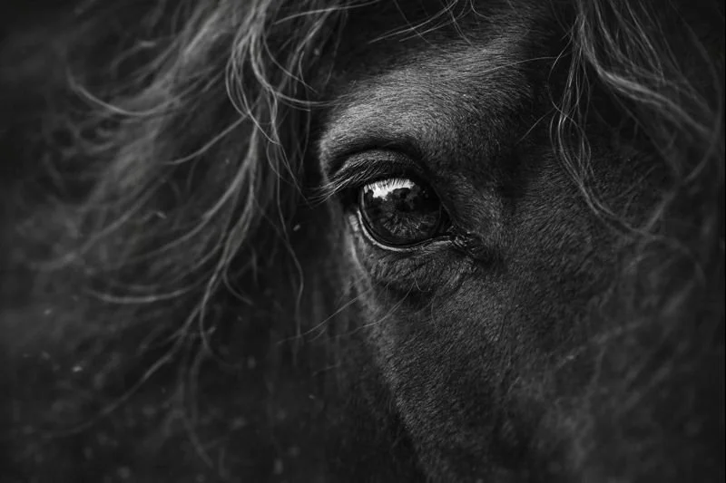 2026 year of fire horse.png