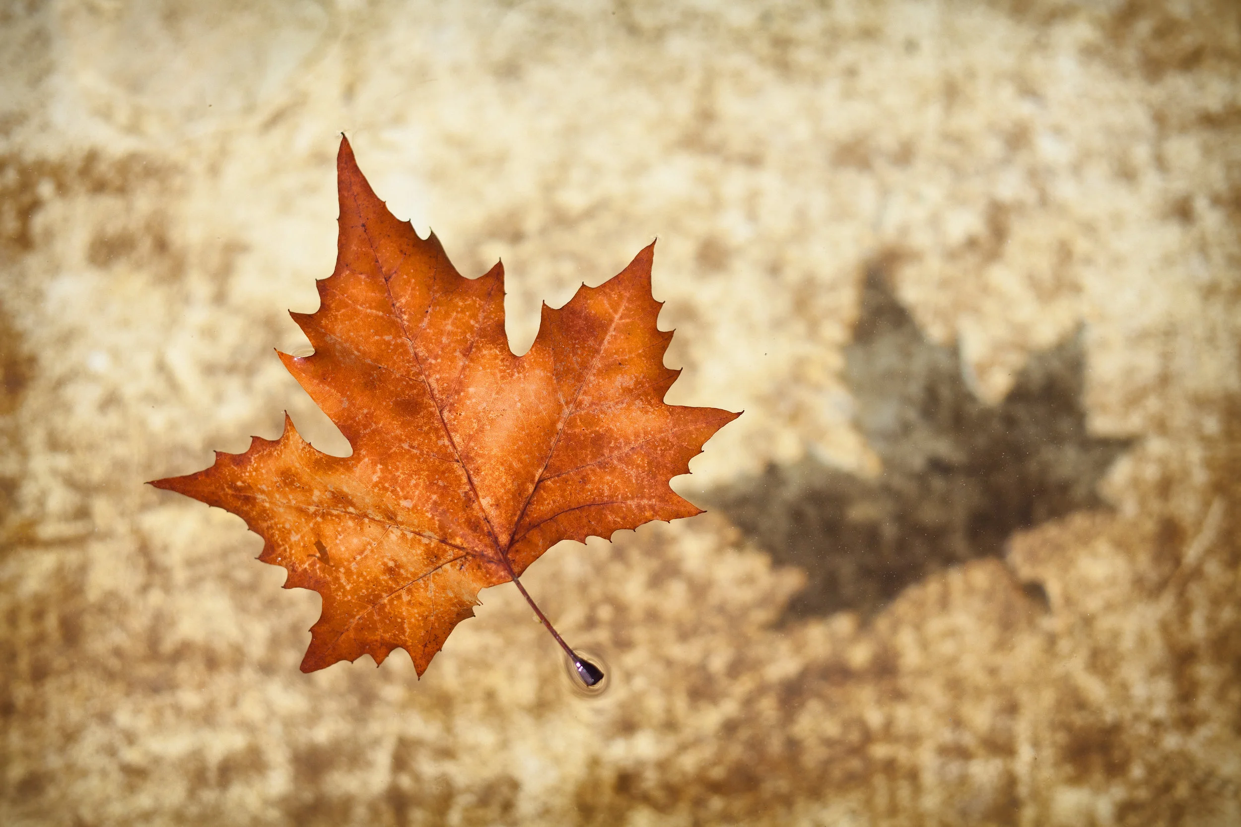Falling leaf_AdobeStock_50577280.jpeg