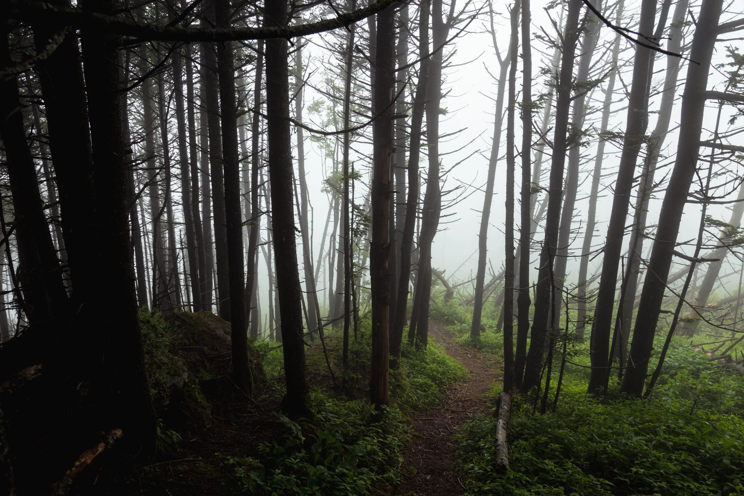 Mount Mitchell / North Carolina